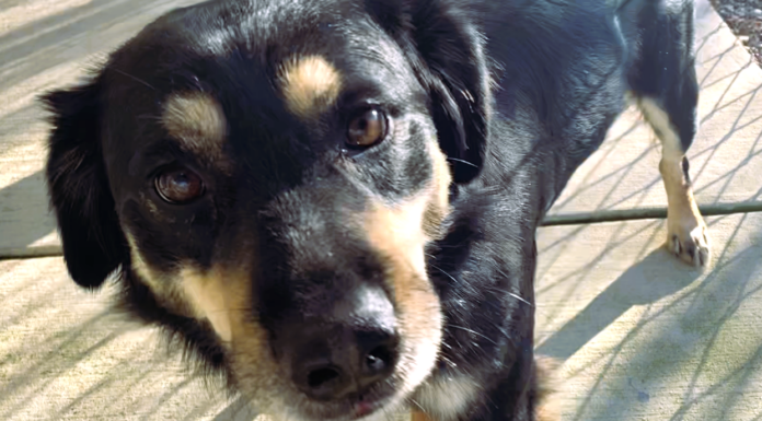 Pet of the week: Treasure your time with Trevor