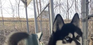 Pet of the week: Take a walk with Walker James