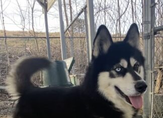 Pet of the week: Take a walk with Walker James