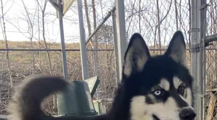 Pet of the week: Take a walk with Walker James