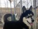 Pet of the week: Take a walk with Walker James