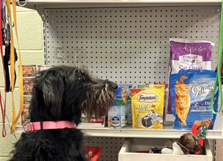 SPOTLIGHT: Cullman County Animal Shelter