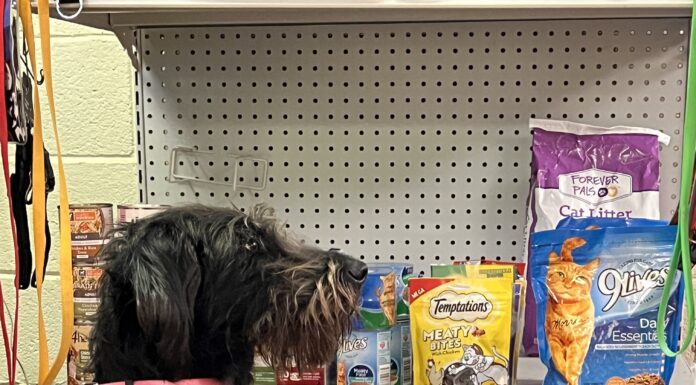 SPOTLIGHT: Cullman County Animal Shelter