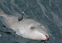 Marine Resources asks anglers for help with fishing effort survey