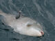 Marine Resources asks anglers for help with fishing effort survey