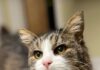 Pet of the week: Helen