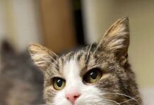 Pet of the week: Helen