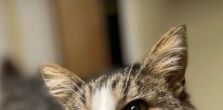 Pet of the week: Helen