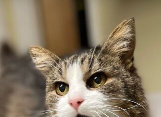 Pet of the week: Helen