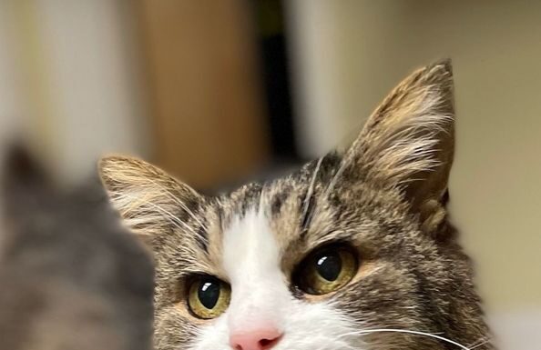 Pet of the week: Helen