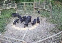 Forever Wild Board commits to feral hog mitigation