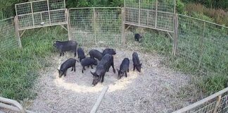 Forever Wild Board commits to feral hog mitigation
