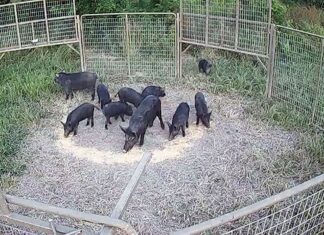 Forever Wild Board commits to feral hog mitigation