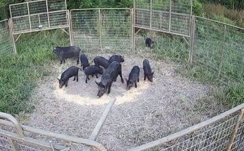 Forever Wild Board commits to feral hog mitigation Â