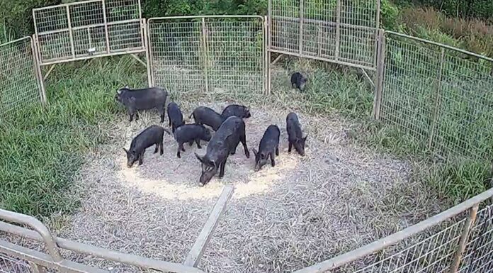 Forever Wild Board commits to feral hog mitigation