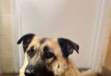 Pet of the week: Roxie