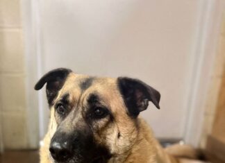 Pet of the week: Roxie