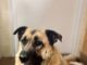 Pet of the week: Roxie