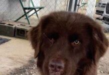 Pet of the week: Rufus the Red