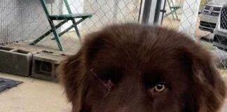 Pet of the week: Rufus the Red