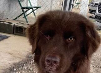 Pet of the week: Rufus the Red