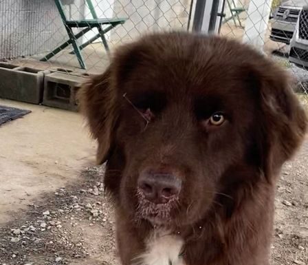 Pet of the week: Rufus the Red