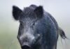 Having trouble with feral hogs?
