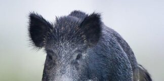 Having trouble with feral hogs?