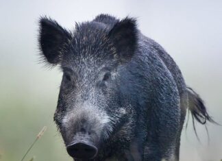 Having trouble with feral hogs?
