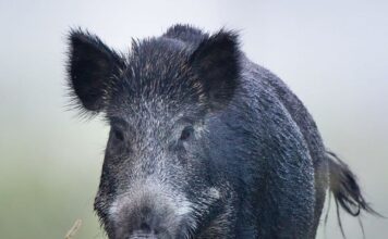 Having trouble with feral hogs?