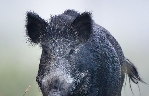 Having trouble with feral hogs?