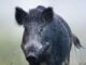 Having trouble with feral hogs?