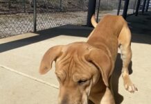 Pet of the week: Cuddle Colby forever