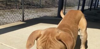 Pet of the week: Cuddle Colby forever