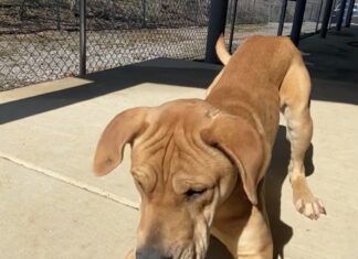 Pet of the week: Cuddle Colby forever