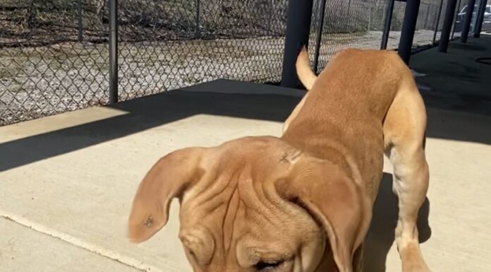 Pet of the week: Cuddle Colby forever