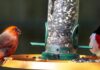 ACES: Join the Great Backyard Bird Count