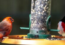 ACES: Join the Great Backyard Bird Count