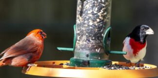 ACES: Join the Great Backyard Bird Count