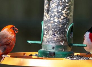 ACES: Join the Great Backyard Bird Count