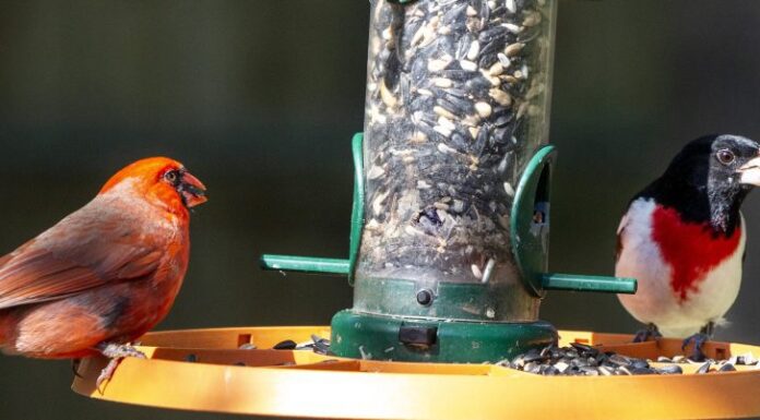 ACES: Join the Great Backyard Bird Count