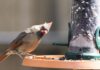 ACES: 4 ways to participate in National Bird Feeding Month