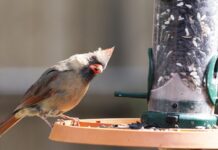 ACES: 4 ways to participate in National Bird Feeding Month