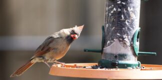 ACES: 4 ways to participate in National Bird Feeding Month