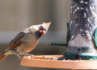 ACES: 4 ways to participate in National Bird Feeding Month