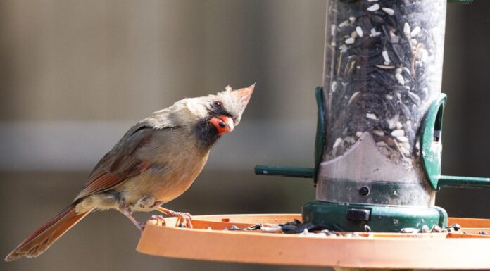 ACES: 4 ways to participate in National Bird Feeding Month