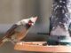 ACES: 4 ways to participate in National Bird Feeding Month