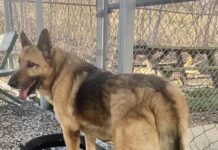 Pet of the week: Lounge around with Mr. GreenJeans