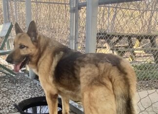 Pet of the week: Lounge around with Mr. GreenJeans