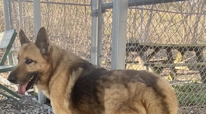 Pet of the week: Lounge around with Mr. GreenJeans